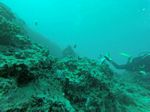 Hawaii Scuba divng 16