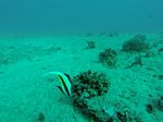 Hawaii Scuba divng 33