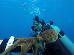 Hawaii Scuba divng 76