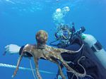 Hawaii Scuba divng 78