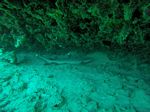 Hawaii Scuba divng 29