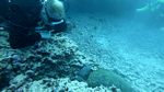 Sea Tiger shipwreck 46