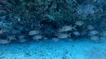 Sea Tiger shipwreck 51
