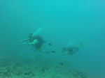 Hawaii Scuba divng 12