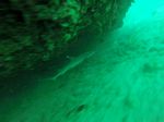 Hawaii Scuba divng 18