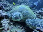 Hawaii Scuba divng 36