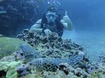 Hawaii Scuba divng 37