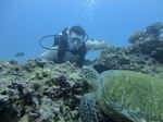 Hawaii Scuba divng 39