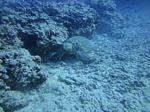 Hawaii Scuba divng 29