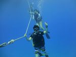 Hawaii Scuba divng 11