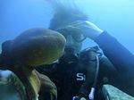 Hawaii Scuba divng 36