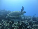 Hawaii Scuba divng 40