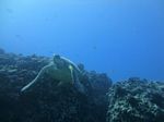 Hawaii Scuba divng 46