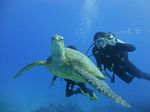 Hawaii Scuba divng 48