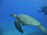 Hawaii Scuba divng 49