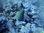 Hawaii Scuba divng 53