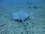 Hawaii Scuba divng 16