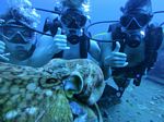 Hawaii Scuba divng 15