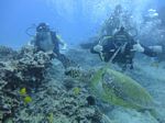 Hawaii Scuba divng 40