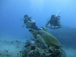 Hawaii Scuba divng 41