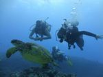 Hawaii Scuba divng 42