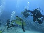 Hawaii Scuba divng 43