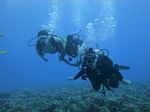 Hawaii Scuba divng 54