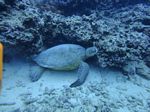 Hawaii Scuba divng 30