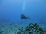 Hawaii Scuba divng 23