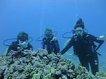 Hawaii Scuba divng 24