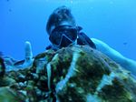 Hawaii Scuba divng 14