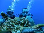 Hawaii Scuba divng 17