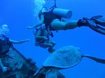 Hawaii Scuba divng 09