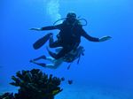 Hawaii Scuba divng 21