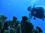 Hawaii Scuba divng 22