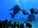 Hawaii Scuba divng 23