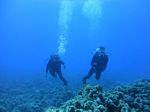 Hawaii Scuba divng 24