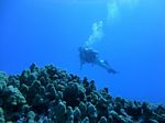 Hawaii Scuba divng 25