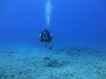 Hawaii Scuba divng 37