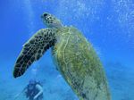 Hawaii Scuba divng 49