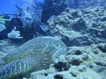 Hawaii Scuba divng 51