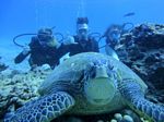 Hawaii Scuba divng 56