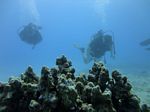 Hawaii Scuba divng 19