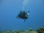 Hawaii Scuba divng 26