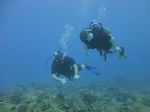 Hawaii Scuba divng 28