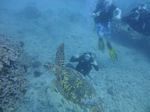 Hawaii Scuba divng 44