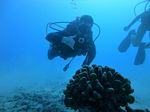 Waikiki Scuba 20