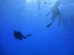 Hawaii Scuba divng 28