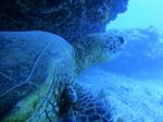 Hawaii Scuba divng 38