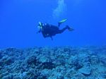 Hawaii Scuba divng 45